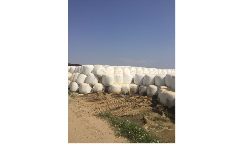 3-Mısır Silajı aylık 10.000 ton tedarik etme yeteneği 1. sınıf - 2. sınıf